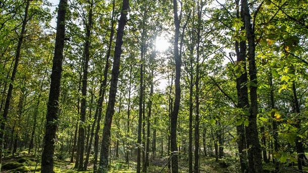 Klimaloven bør sætte en stopper for yderligere omlægninger af bolig- og bygningsopvarmning baseret på importeret biomasse, skriver Jørgen Hemmingsen (Foto: Henning Bagger/Ritzau Scanpix)