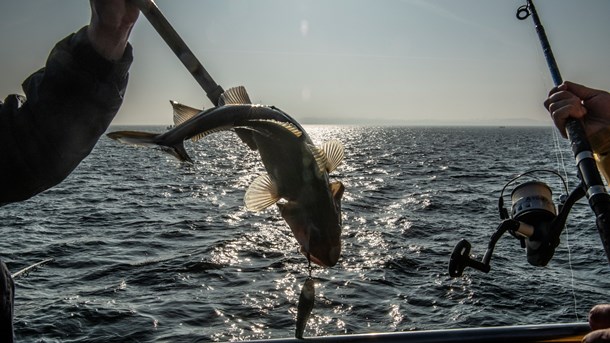 Det er afgørende, at fiskeriministrene lytter til biologerne i Det Internationale Havundersøgelsesråd (ICES), når der fastsættes kvoter, skriver Sune Scheller (Foto: Søren Bidstrup/Ritzau Scanpix).