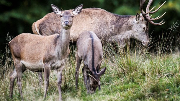 Biolog: Lad krondyr stå for naturplejen og spar store erstatninger