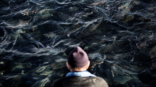 Havbrugskommissoriet bør gennemføres som et konstruktivt samarbejde mellem havbrugene og de relevante myndigheder, mener Dansk Akvakultur (Foto: Simon Læssøe/Ritzau Scanpix).