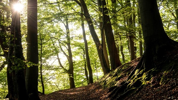 Naturens tilstand er i fortsat forværring, men Naturstyrelsen er ikke så magtesløs, som den måske føler sig, mener Verdens Skove.