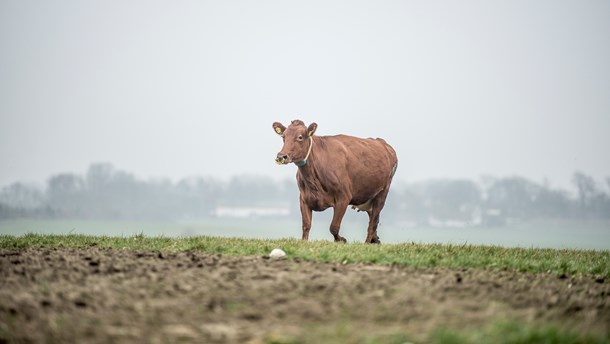 Det økologiske landbrug skal påvirke omgivelserne mindst muligt og styrke biodiversiteten, skriver Louise Gade og Kirsten Lund Jensen.