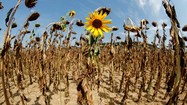 Det er slet ikke nok, når regeringen vil afsætte 600 millioner kroner til klimabistand. Det vurderer Care Danmark på baggrund af en ny rapport. 