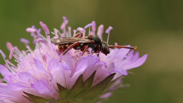 Aktører vil have en dansk strategi for at redde insekter