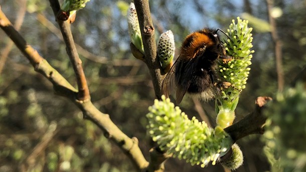 Hvis vi vil redde biodiversiteten for bierne, må vi som minimum reservere bimaden i vores naturområder til vilde bier, mener Plan Bi.