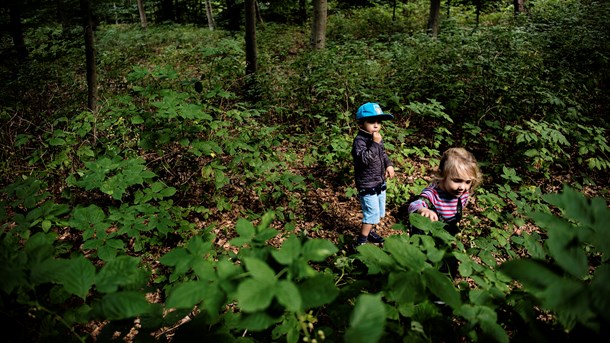 I over halvdelen af landets kommuners daginstitutioner er pædagogandelen blandt personalet under 60 procent, mener børne- og undervisningsordfører Anne Sophie Callesen (R) (Foto: Thomas Lekfeldt/Ritzau Scanpix).