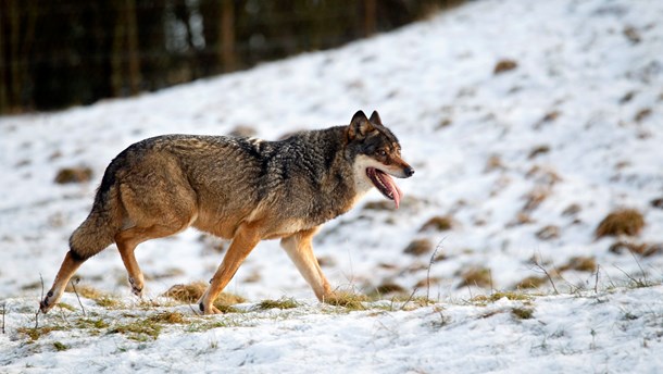 Vogterhunde og flere hegn: Sådan vil minister forebygge ulveangreb