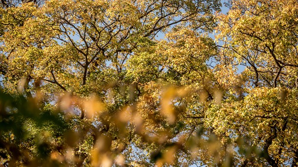 Forskere: Lav en naturzone og giv naturen en reel håndsrækning