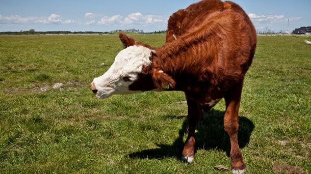 Promilleafgiftsfondenes flere hundrede årlige millioner går næsten kun til animalske fødevarer og foderproduktion. Det er en forkert prioritering, mener Rune-Christoffer Dragsdahl.