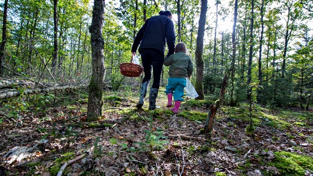 Verdens Skove støtter etableringen af nye skovarealer, men sigtet skal være bredere end intensiv skovdrift og biomasseproduktion, skriver formand Anders Morten Christoffersen. (Foto: Henning Bagger/Ritzau Scanpix)