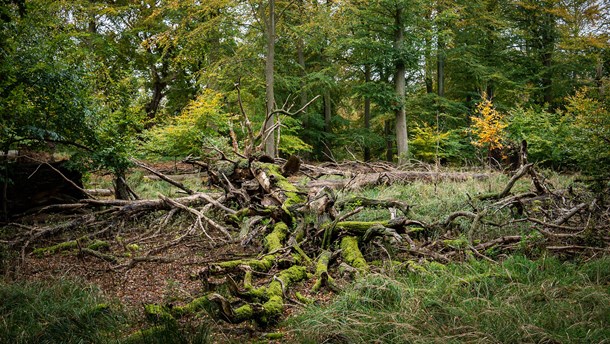 Der er brug for meget, meget mere urørt skov med græssende dyr, hvis Danmarks skovnatur skal på ret køl, skriver Rune Engelbreth Larsen.