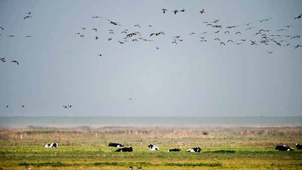 Ornitologer: Biodiversitetspakke skal tage afsæt i Natura 2000-områder