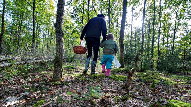 Set fra Verdens Skoves synspunkt er det især de ekstra midler til klimabistand, der afsættes, som vækker glæde. 