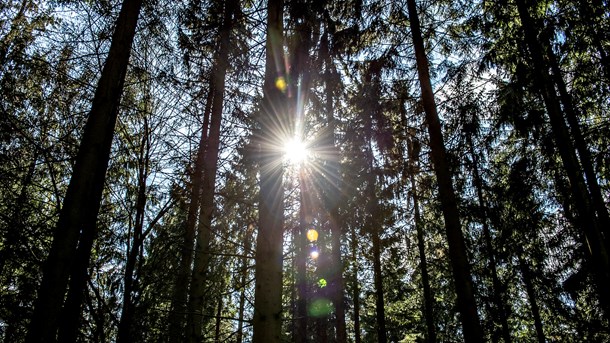 Han gør os til modstandere af urørt skov, selvom det modsatte tydeligt fremgår af bogen, skriver de tre forfattere.