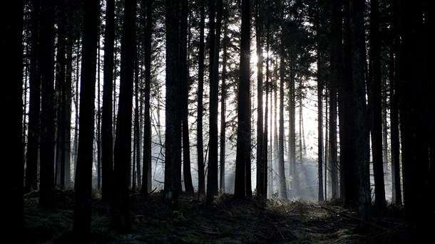 I en kommentar om artsrige skove bringer Rune Engelbreth ikke-underbyggede påstande rettet mod en ansat på Institut for Geovidenskab og Naturforvaltning, skriver instituttets leder.