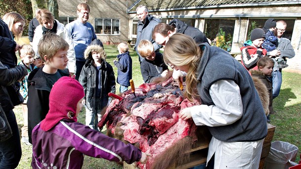 Naturhistorisk Museum var et af de steder, skolebørn i 4. klasse kunne besøge i forbindelse med 