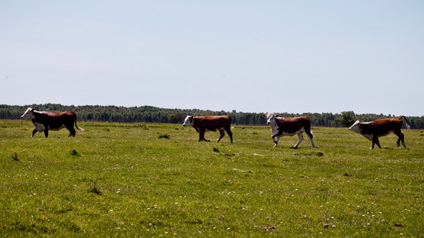 Aktører: Derfor har vi brug for en national bioøkonomistrategi 