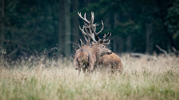 Naturen har fyldt meget i debatspalterne i 2019.