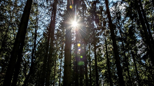 Replik til Dansk Erhverv: Biomaterialer kan forbruges med god samvittighed