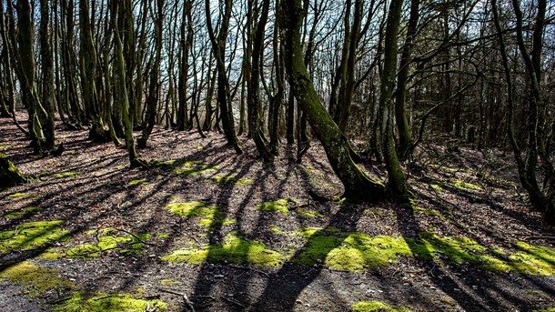 Det haster, hvis vi ikke skal miste flere arter, skriver Peder Størup. Han foreslår blandt andet en revision af landbrugsstøtten, og at naturbeskyttelse bliver en del af public service-aftalen.