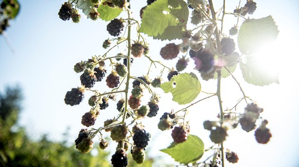 Grøn studenterbevægelse: Profit fylder for meget i biodiversitetskrisen