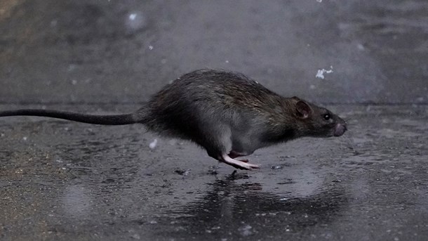 Snapstinget lukker efter rottebesøg