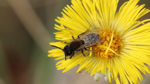 Biavlere: Vi har brug for systematisk tilgang til at styrke biodiversiteten