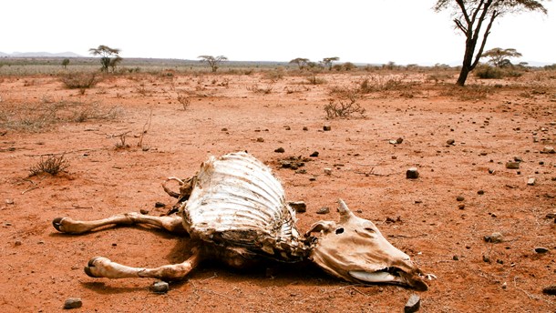 Mattias Söderberg: Simpel matematik bør også gælde i politik og klimabistand