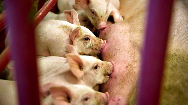 Dansk landbrug bør for erhvervets egen skyld fokusere på at udvikle nye produkter, der kan erstatte kød, skriver Steen Gade.