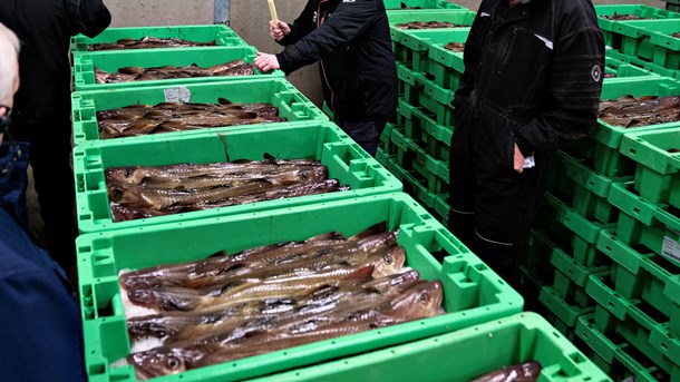 Torsken, et dansk nationalklenodie, som spiller en nøglerolle i vores marine økosystemer, er på et historisk lavt niveau, skriver debattører.