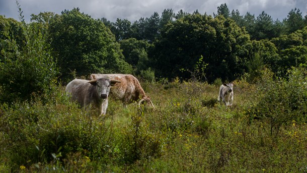 Knepp Castle regnes i dag blandt mange for et mønstereksempel på, hvordan man kan vende tabet af biodiversitet i et moderne landskab, skriver Stine Tuxen og Anders Horsten.