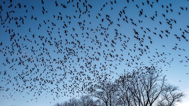 Giv naturen mere plads til at være natur på naturens egne præmisser, og genetablér så vidt muligt økosystemers naturlige processer, skriver Rune Engelbreth Larsen.