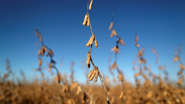 Frej: Dansk landbrug skal tage ansvar for sojaproduktionen i Sydamerika