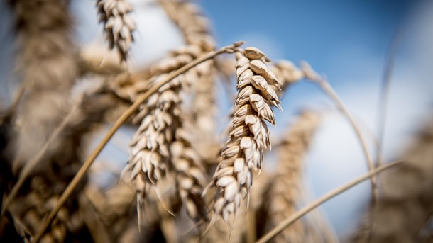 Etisk Råd: Det kan være etisk problematisk at afvise gavnlige GMO'er