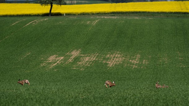 14 grønne organisationer: Landbruget underkender naturens gevinster ved sprøjteforbud