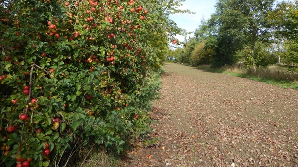 Forskning viser, at skovlandbrug har potentiale til at levere på produktion, dyrkningssikkerhed, natur, biodiversitet, dyrevelfærd og jordbundskvalitet. Her er et engelsk skovlandbrug med 20 år gamle træer.