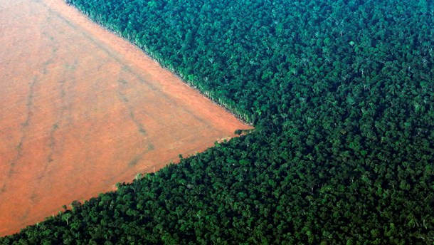 Professor: Vi pudser CO2-glorien, når vi importerer biomasse 