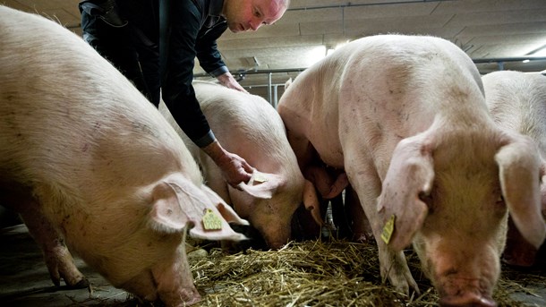 Den såkaldte gård-til-gaffel-strategi, der skal gøre den europæiske fødevareproduktion mere bæredygtig, er spændt afventet af både grønne interesseorganisationer og landbruget, der frygter at blive pålagt nye byrder. 