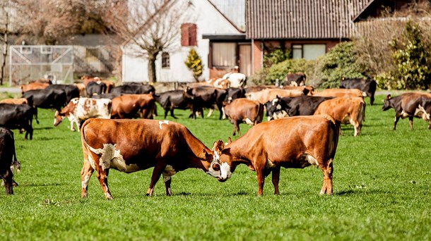 En avler har smidt håndklædet i ringen og opgivet at holde kvæg og lave naturpleje, fordi ulve har dræbt kødkvægskalve, skriver landbrugsaktører.