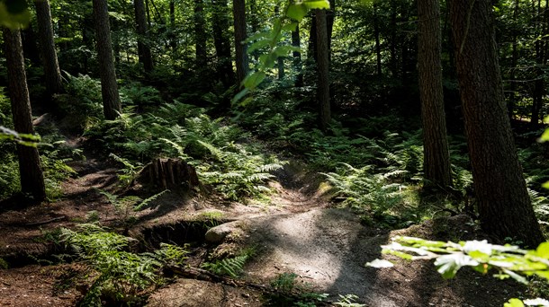 Med natur- og
biodiversitetsforhandlingerne har politikerne en stor mulighed for at hjælpe
naturen, mener Mathias Høj Kristensen.