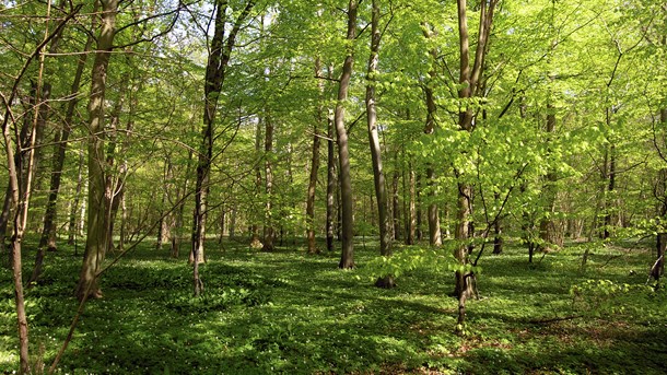 EU klar med grønt udspil: 30 procent af Europa skal være beskyttet natur