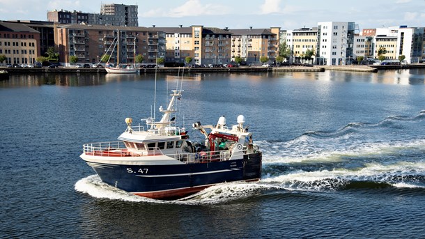 Et stop for overfiskeriet i EU’s havområder kan faktisk skabe over 20.000 nye job, skriver Berit Asmusssen fra Our Fish.