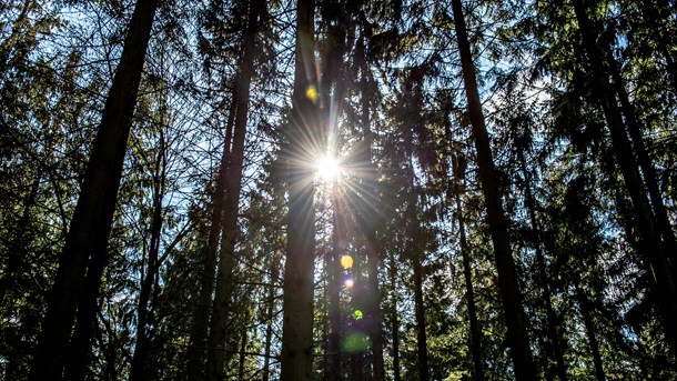 Rådet for Grøn Omstilling: Industrien negligerer klima- og biodiversitets­problemer