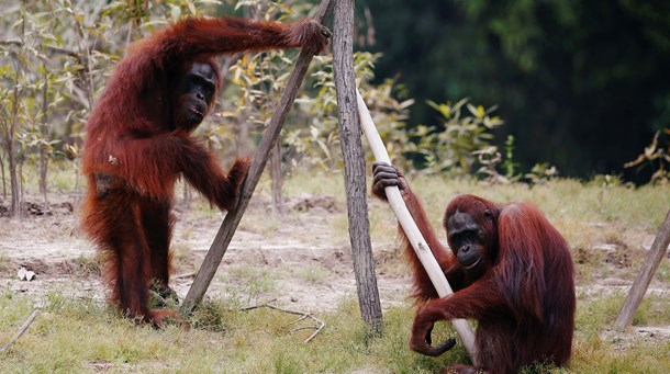 Op mod 80 procent af orangutangens levesteder i Indonesien og Malaysia er gået tabt de seneste fire årtier. Beskyttelse af naturen er altafgørende, skriver Hanne Gürtler.