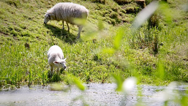 Det er blandt andet på grund af maskiner og græssende får, at biodiversiteten daler i Rebild Bakker, skriver Rune Engelbreth.