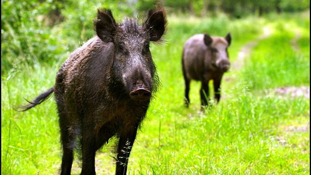 Jægere til Verdens Skove: Indhegnede reservater er ikke natur