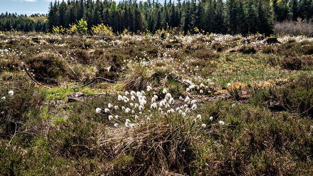 Verdens Skove: Politikere skal stadfæste naturens førsteret i naturnationalparker