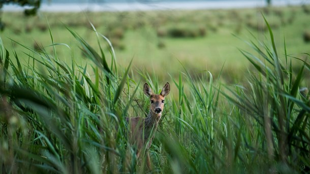 Dansk Jægerforbund skal fokusere på mulighederne fremfor problemerne ved vildere natur, mener Verdens Skove.