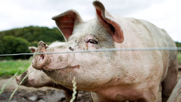 Økologisk landsforening: Regeringen må stoppe udhulingen af økologien 