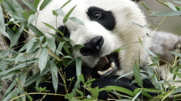 Uden stærke internationale alliancer er Danmark henvist til panda-diplomati i mødet med Kina, skriver Bertel Haarder.